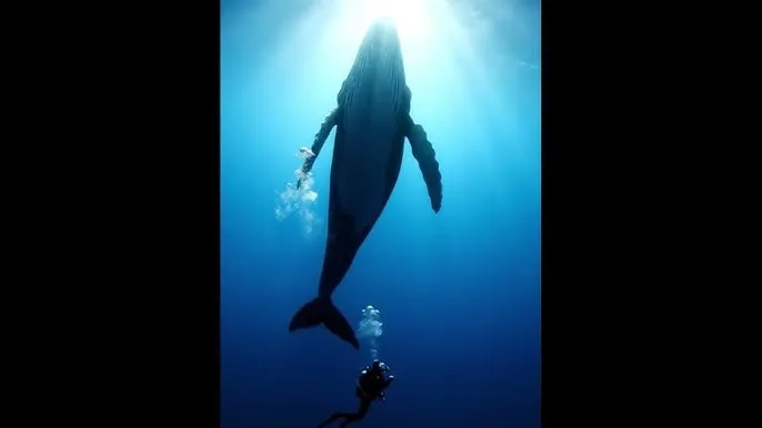 爱田由 bt - 深蓝星球：探索海洋深处的未知世界
